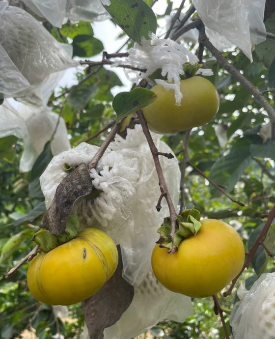 Vườn hồng giòn Fuji Mộc Châu