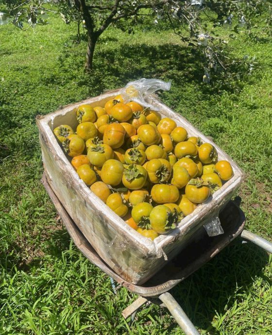 Vườn hồng giòn Fuji Mộc Châu