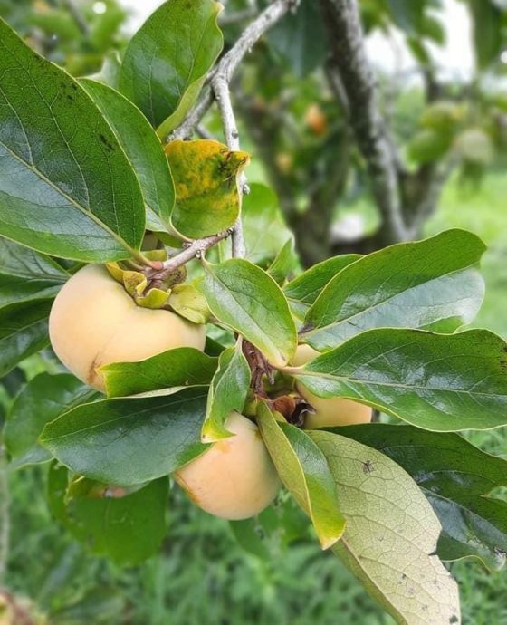 Vườn hồng giòn Fuji Mộc Châu