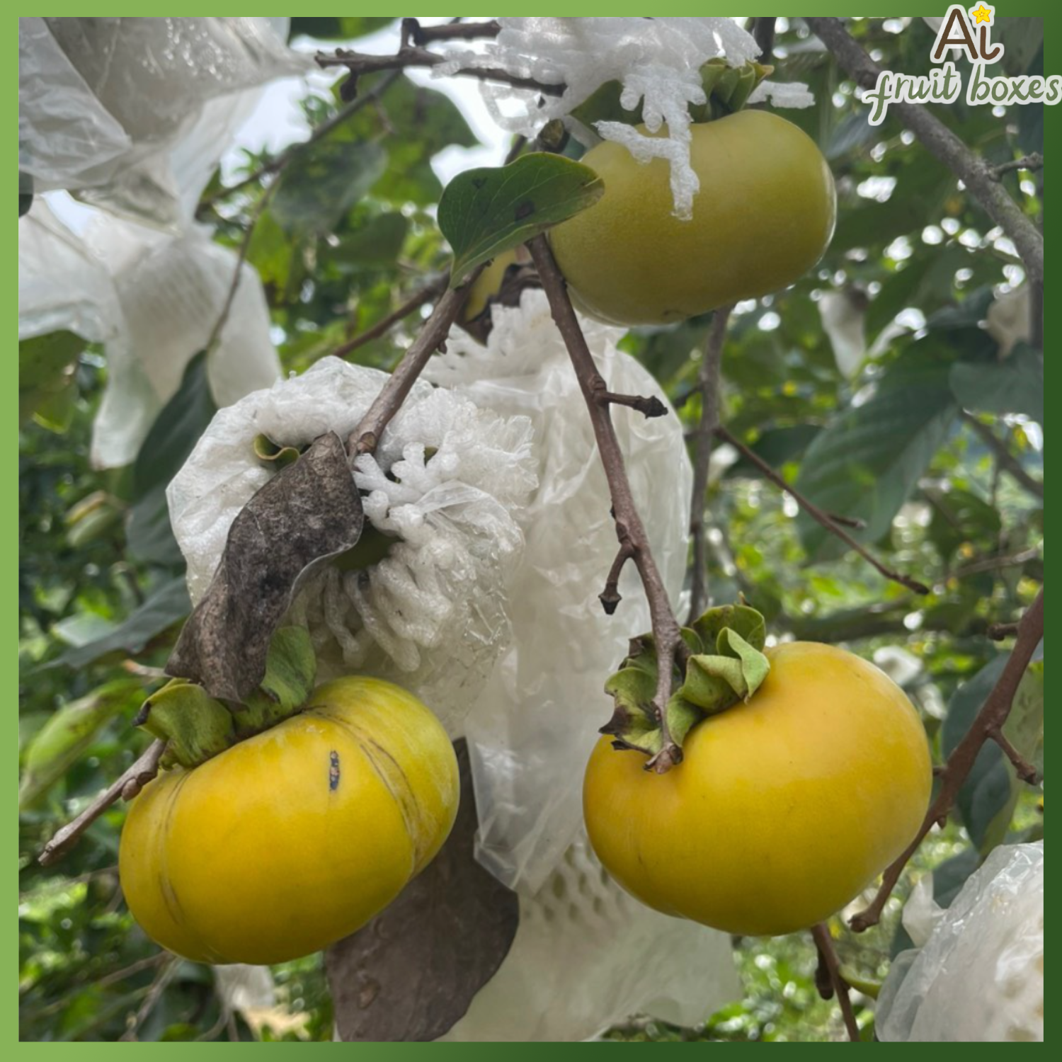 photo 2024 08 09T122048.357