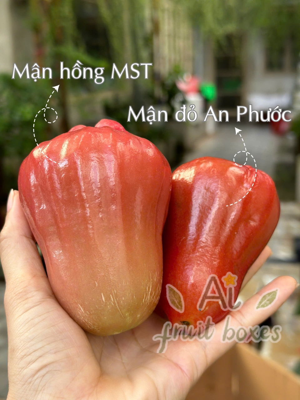 Mận hồng MST' (5)