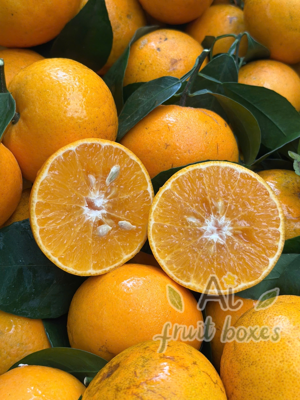 QUÝT GIỐNG ÚC (10) QUÝT GIỐNG ÚC (10)