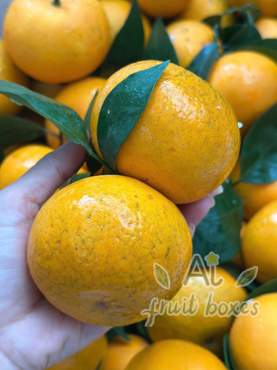 8 QUÝT GIỐNG ÚC (5)