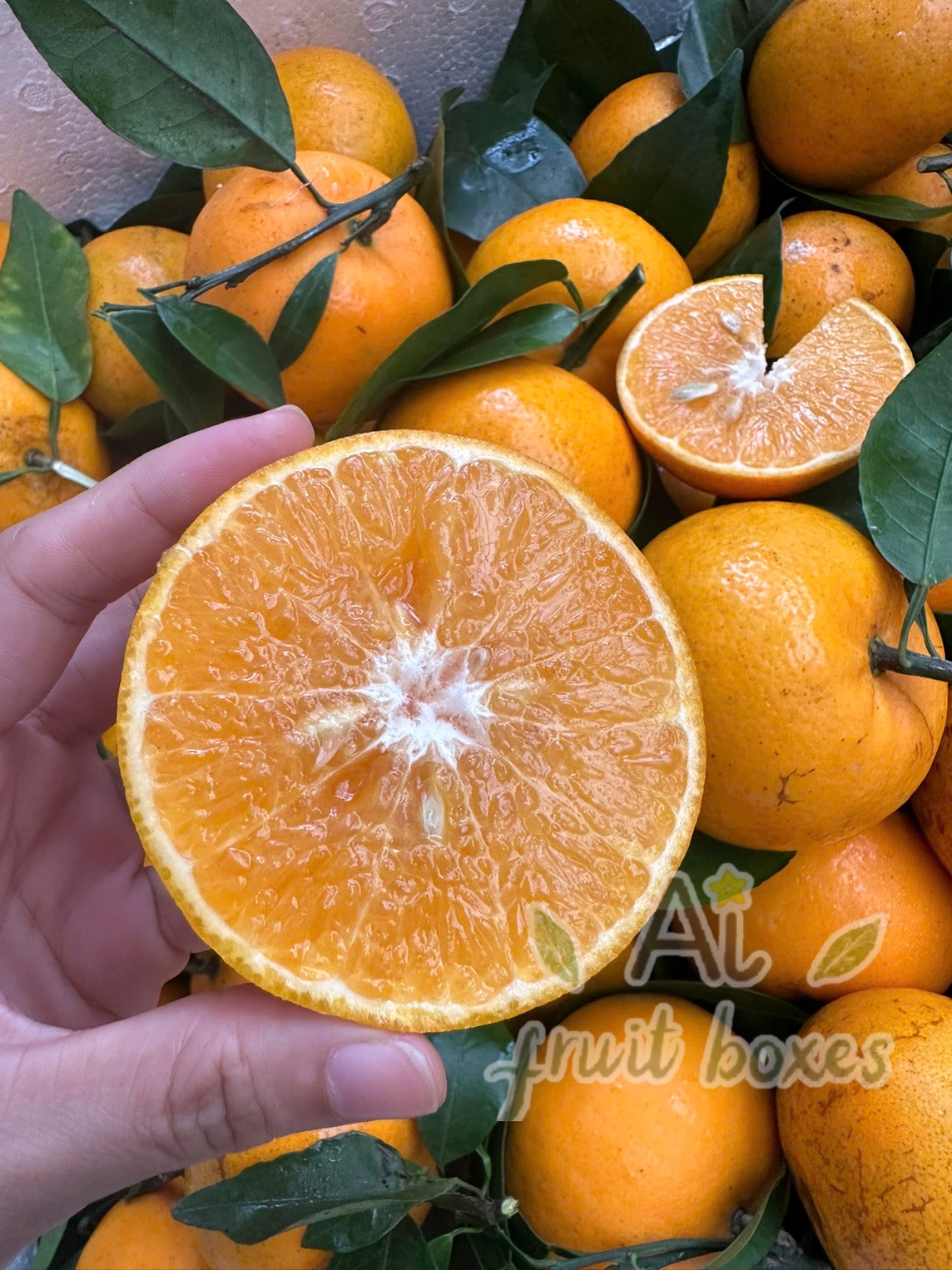 QUÝT GIỐNG ÚC (6) QUÝT GIỐNG ÚC (6)