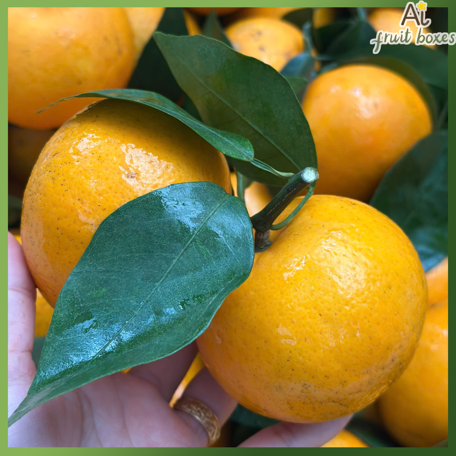 photo 2024 12 25T095214.623