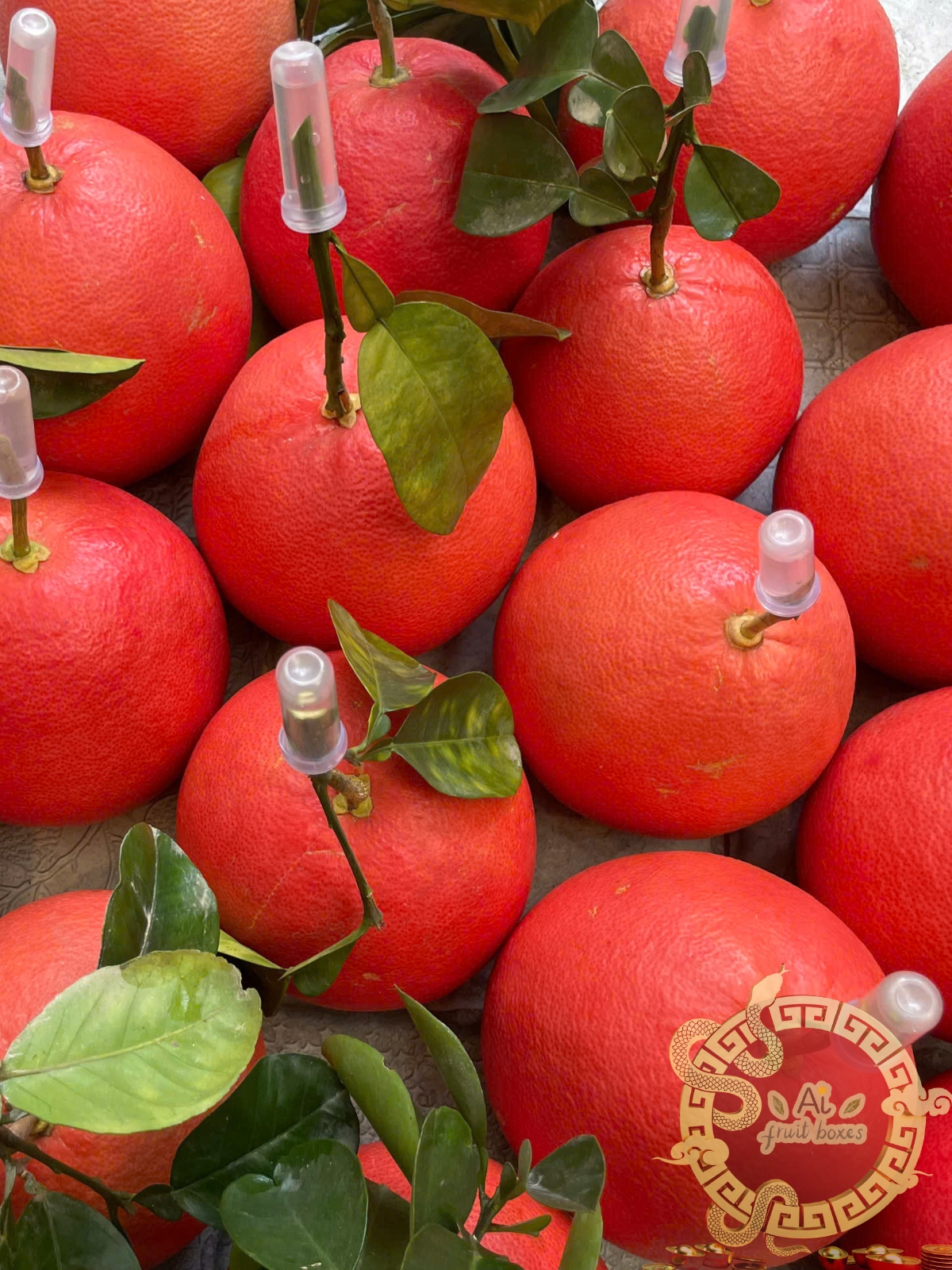 buoi do phat thu (9) buoi do phat thu (9)