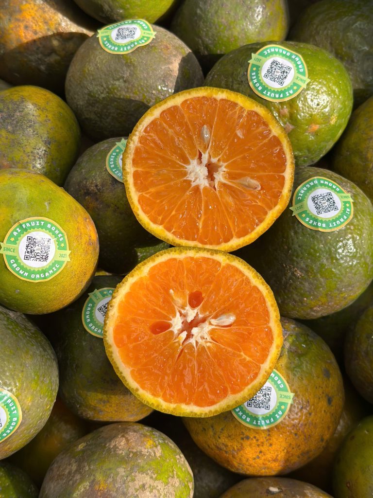 Cam sành canh tác hữu cơ