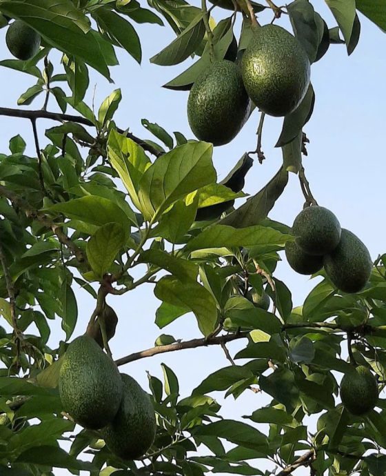 Vườn bơ sáp cổ