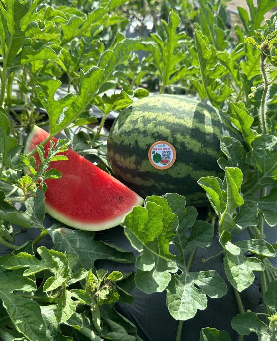 Vườn dưa hấu hữu cơ