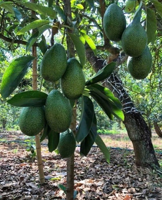 Vườn bơ sáp cổ